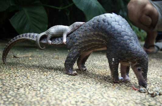 Introducing the Pangolin Sock!