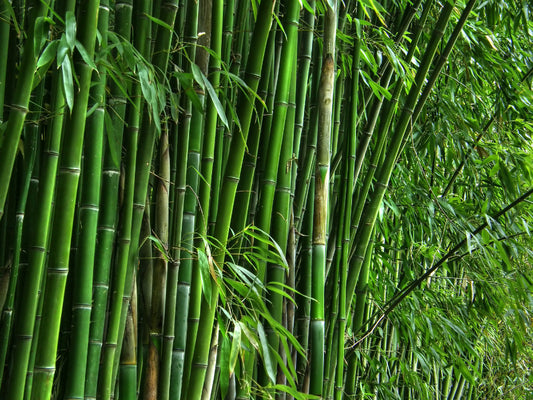 How do you make socks from bamboo?