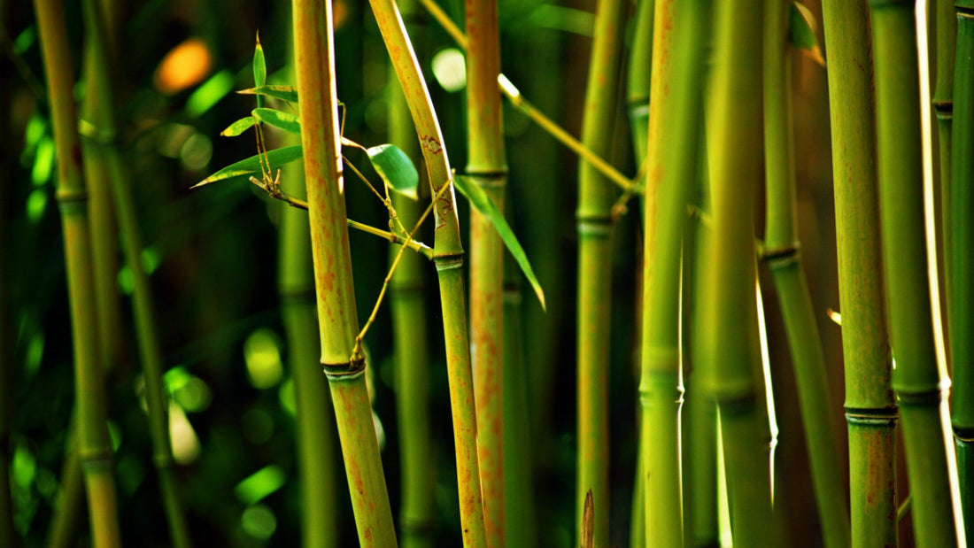 Why Bamboo Fibre Is Good For You
